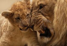 African Lions Plus Facts About African Lions In Africa