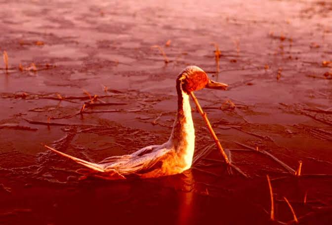 Lake Natron In Tanzania' The Medusa Water that turns Animals into Stone