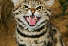The Black Footed Cat' the Deadliest of Africa's Wild Cat Species