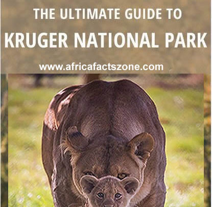 Safari in Kruger National Park, South Africa - Africa Facts Zone