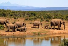 The Best Wildlife Safari Parks in Africa And Their Thrilling Landscapes