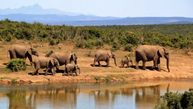 The Best Wildlife Safari Parks in Africa And Their Thrilling Landscapes