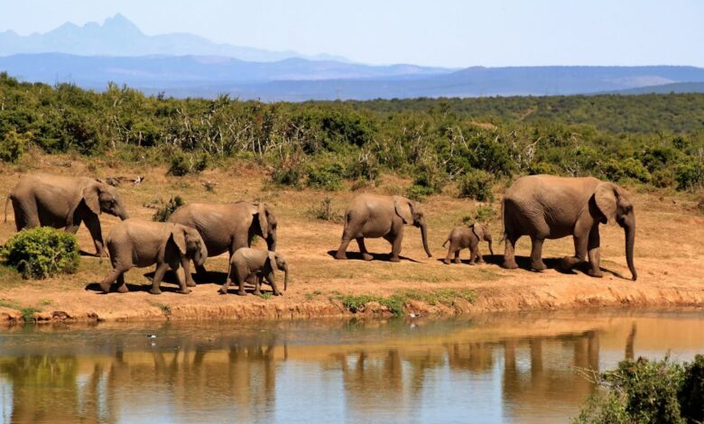 The Best Wildlife Safari Parks in Africa And Their Thrilling Landscapes