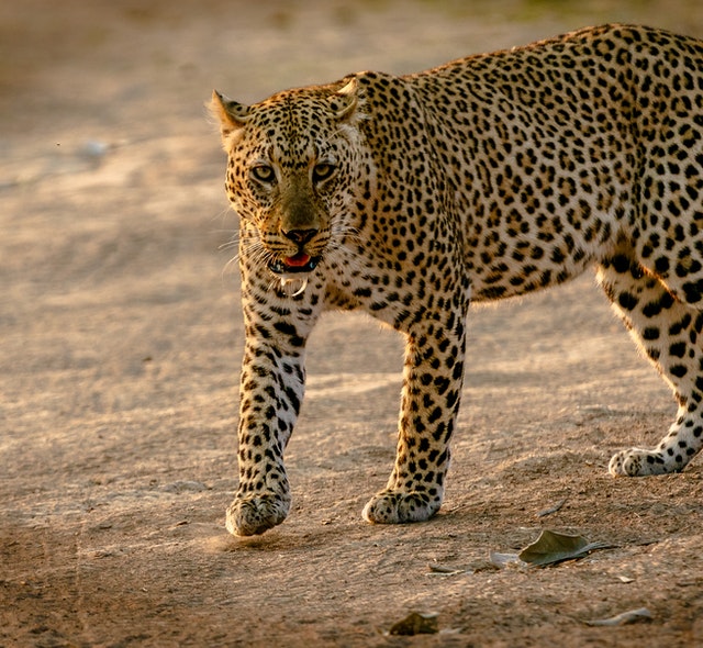 Interesting Facts on Leopards: Habits, Diet and Other Facts