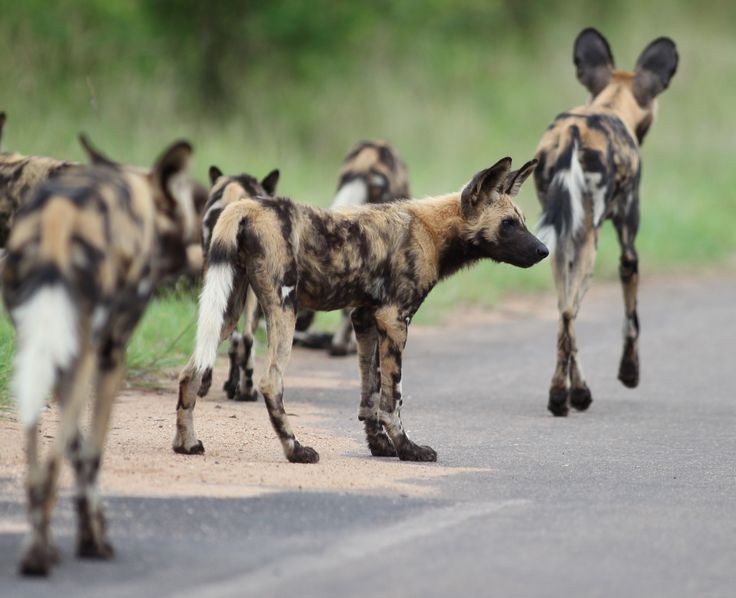 The African Wild Dogs Facts plus Why they are Endangered