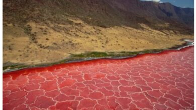 Lake Natron in Tanzania: The Deadly Alkaline Waters that Turn Animals to Stone