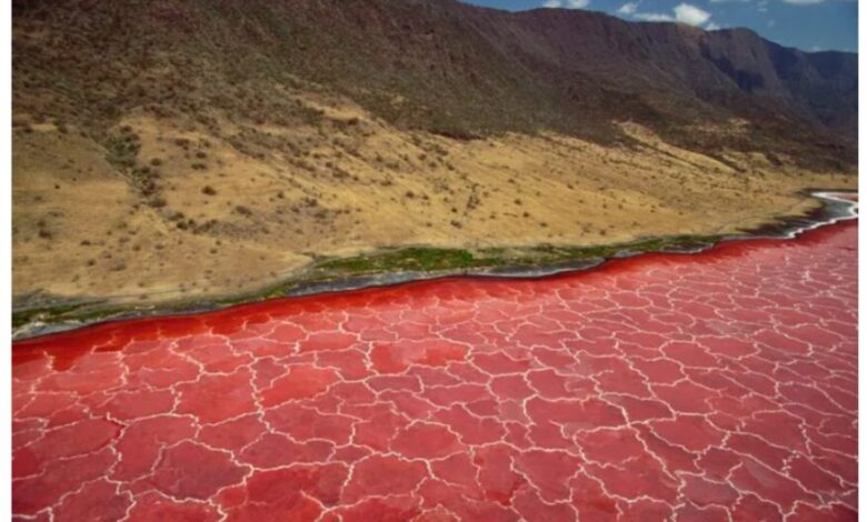 Lake Natron in Tanzania: The Deadly Alkaline Waters that Turn Animals to Stone