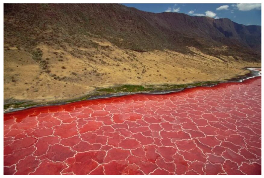 Lake Natron in Tanzania: The Deadly Alkaline Waters that Turn Animals to Stone