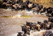 The Great Wildebeest Migration: Nature's Most Spectacular Wildlife Event