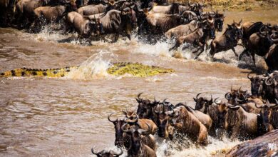 The Great Wildebeest Migration: Nature's Most Spectacular Wildlife Event