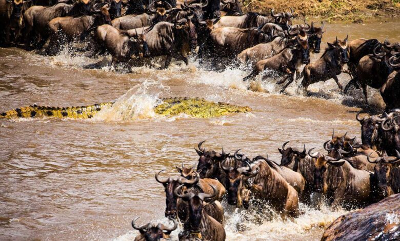 The Great Wildebeest Migration: Nature's Most Spectacular Wildlife Event