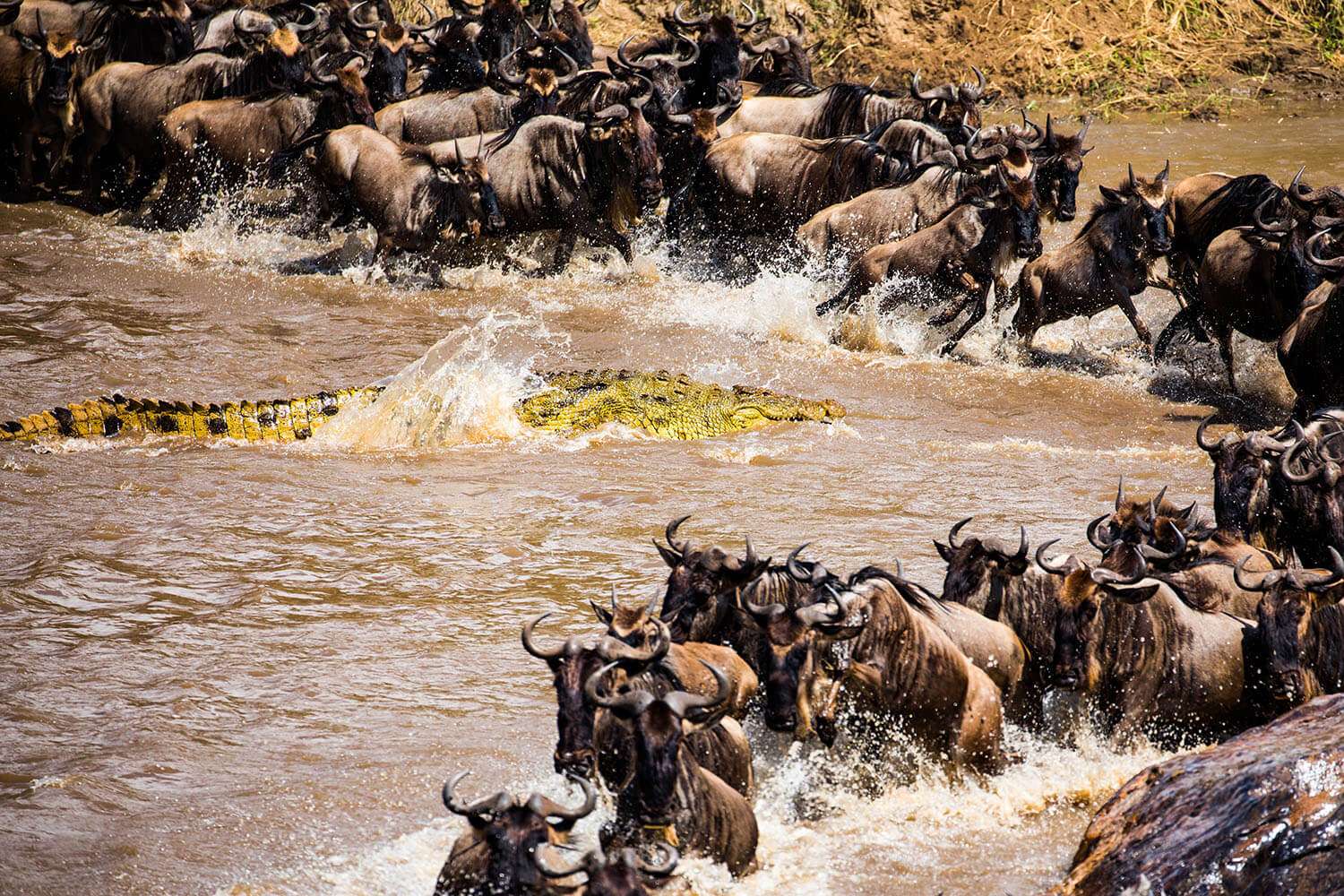 The Great Wildebeest Migration: Nature's Most Spectacular Wildlife Event