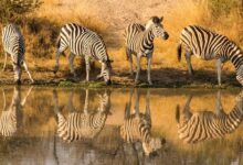 Zebras are an abundant feature of the African landscape. They hang around in herds, and sometimes even migratory super herds of thousands of members.