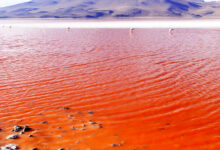 The Red Sea the most saline bodies of water in the world