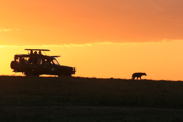 What’s a safari and what is a wildlife safari in Africa like nowadays?