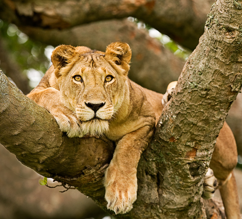 Meet the East African Lions that Climb Trees