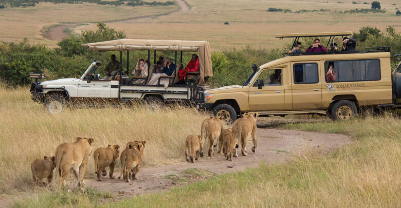 What Is the Price of a Safari?