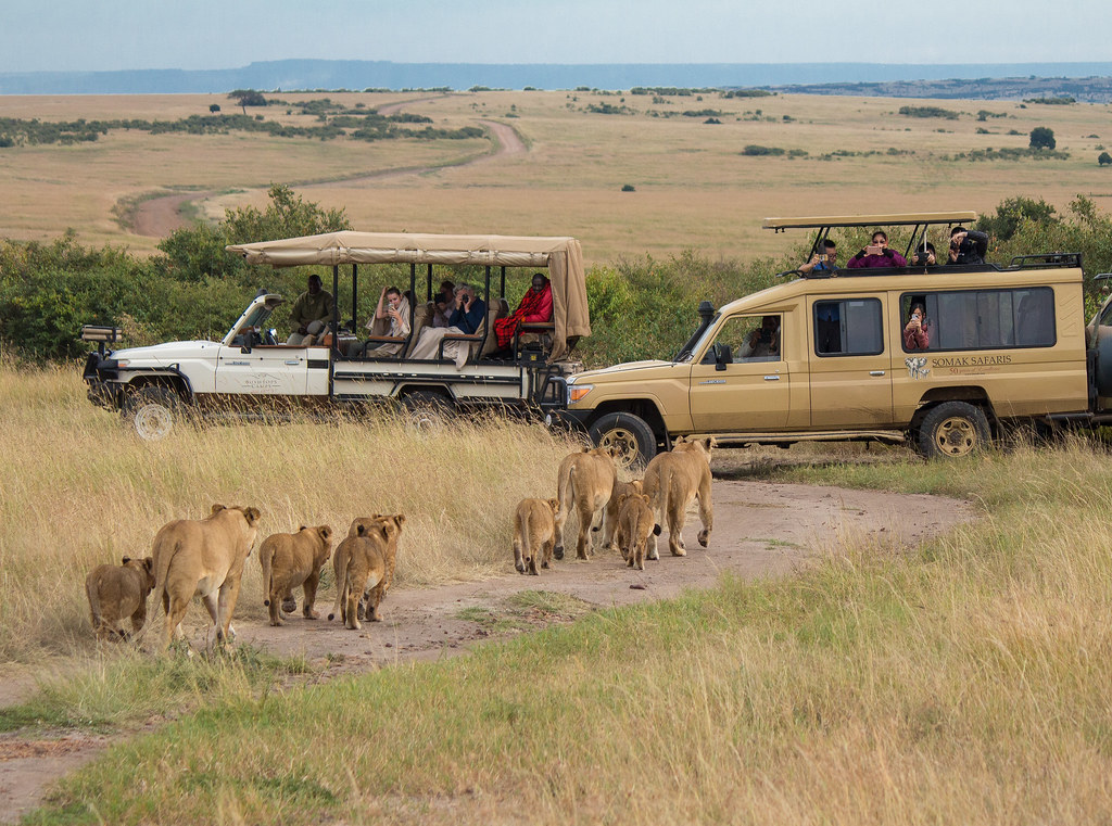 What Is the Price of a Safari?