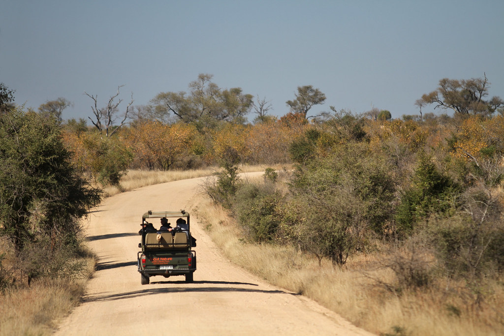 The Best Manual for your Next Safari in South Africa