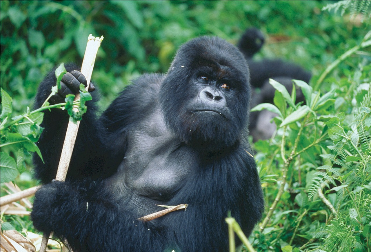 3 days Gorilla Trekking Uganda