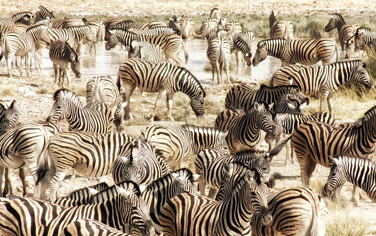 Etosha National Park in Namibia - Africa Facts Zone