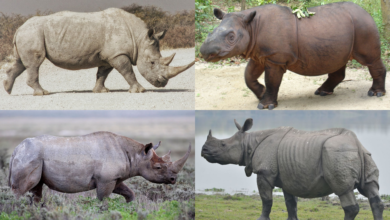 Facts about rhinos, including the Prepoceros rhinoceros