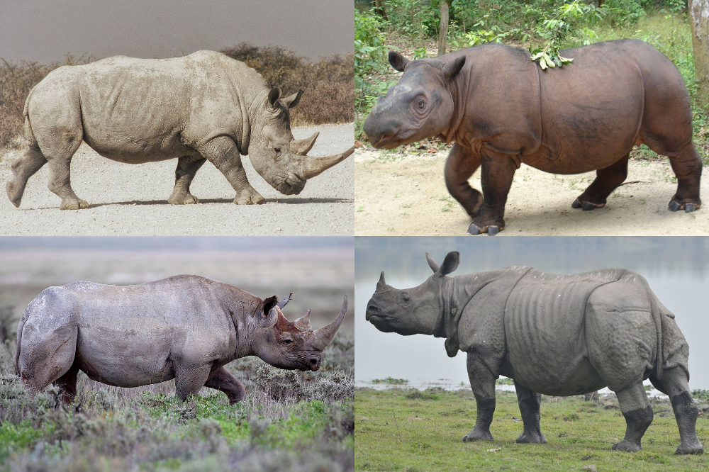 Facts about rhinos, including the Prepoceros rhinoceros