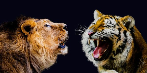 Tiger vs Lion Sizes: The 'Big Cat Rivalry'