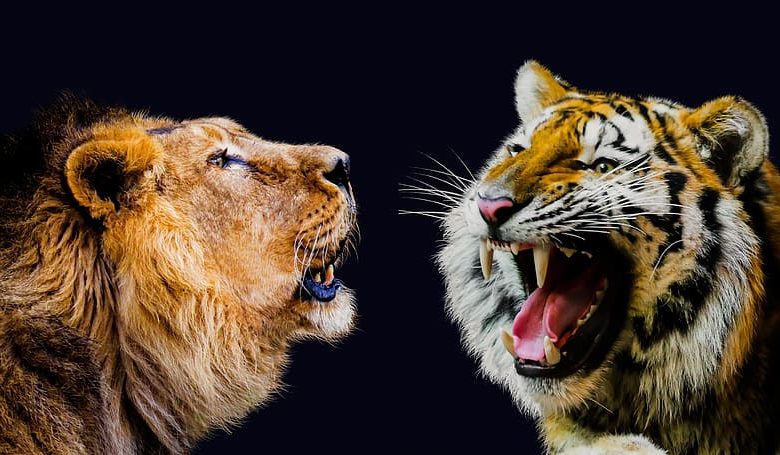 Tiger Vs Lion Sizes: The 'Big Cat Rivalry'