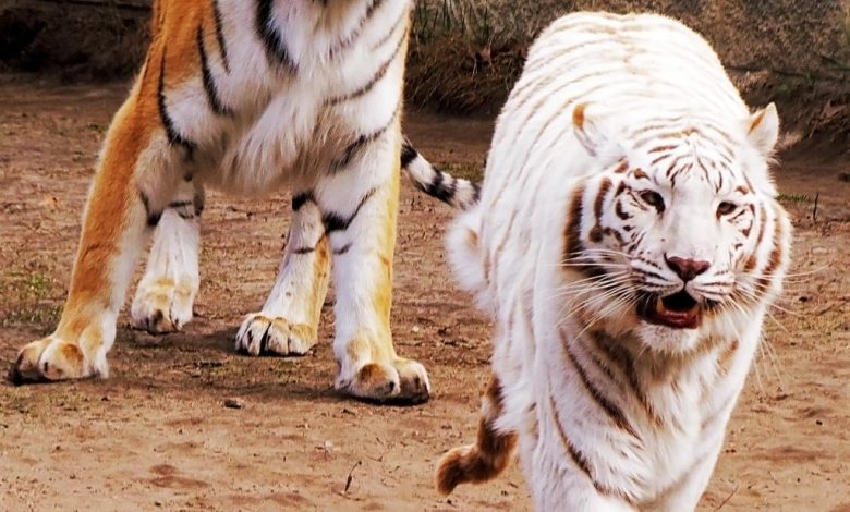 Bengal Tiger vs Siberian Tiger: A Comparative Analysis"