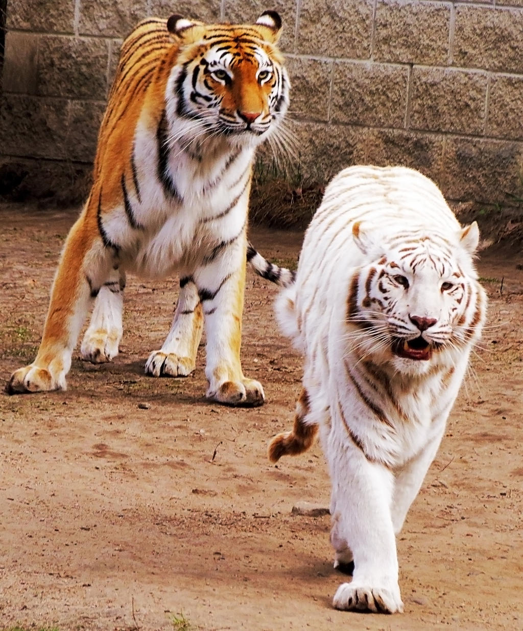 Bengal Tiger vs Siberian Tiger: A Comparative Analysis"