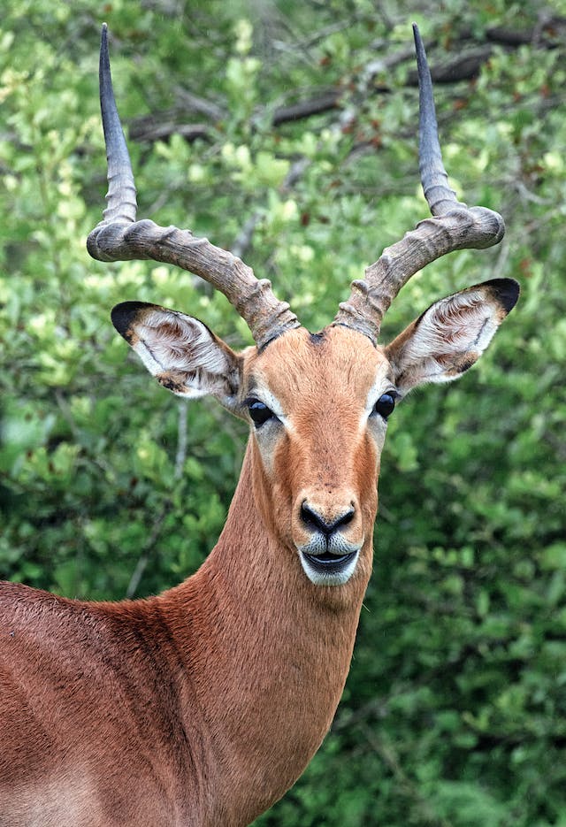 Africa's Top 16 Magnificent Antelope Species: A Safari Guide