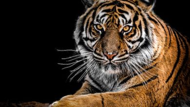 Sumatran Tiger: Lifecycle, Threats, Diet and Hunting Habits