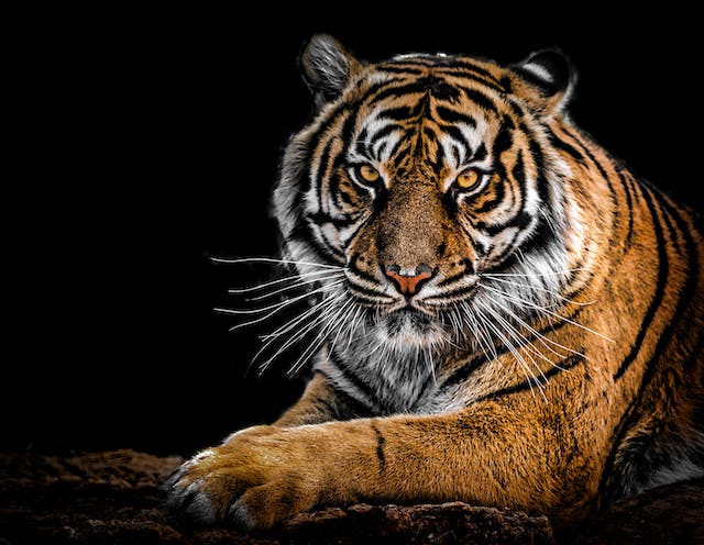 Sumatran Tiger: Lifecycle, Threats, Diet and Hunting Habits