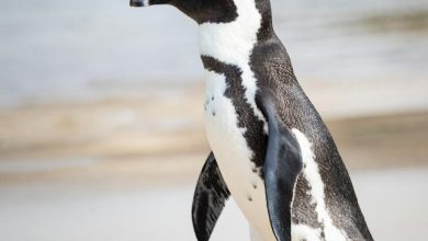 The African Penguin: A Fascinating Species in Decline