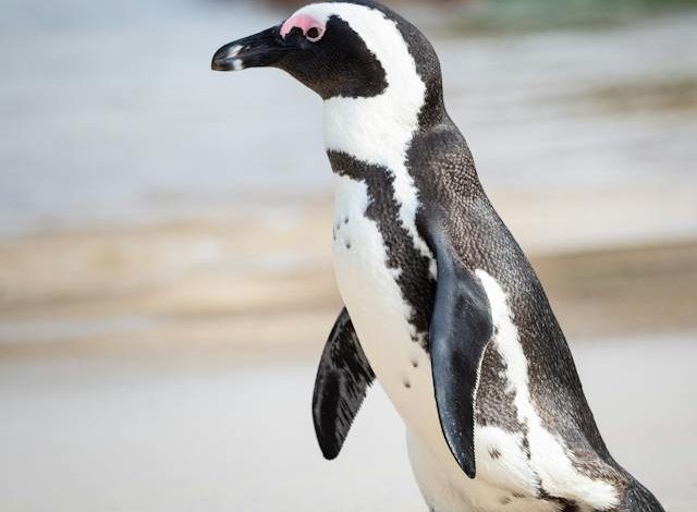 The African Penguin: A Fascinating Species in Decline