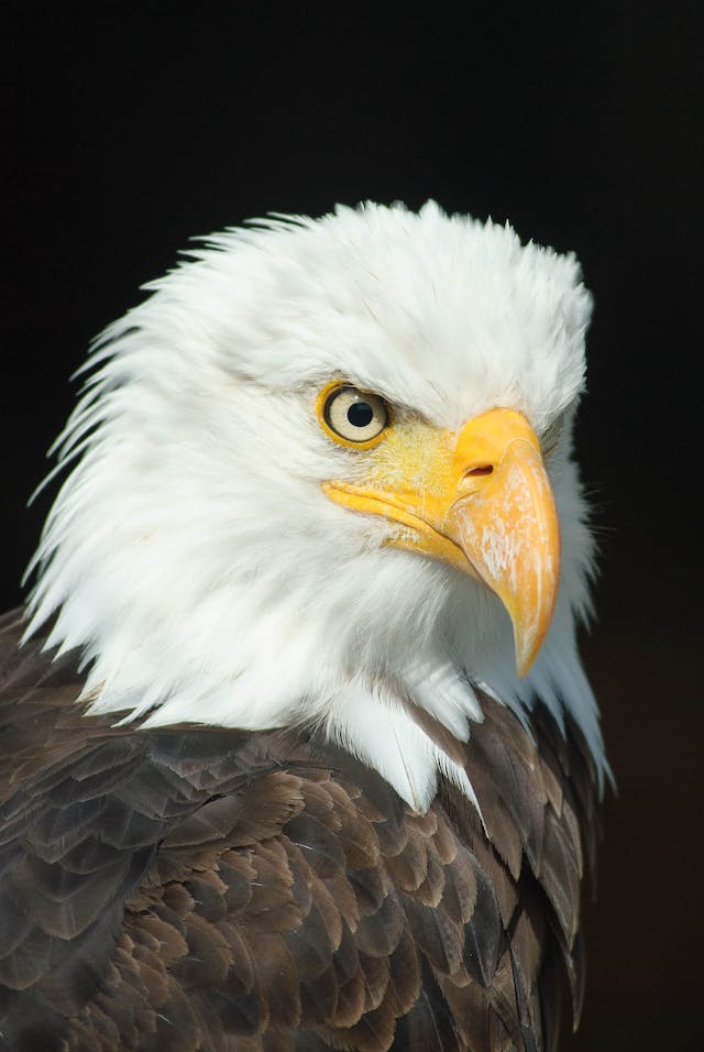 Exploring the World's Largest Eagles