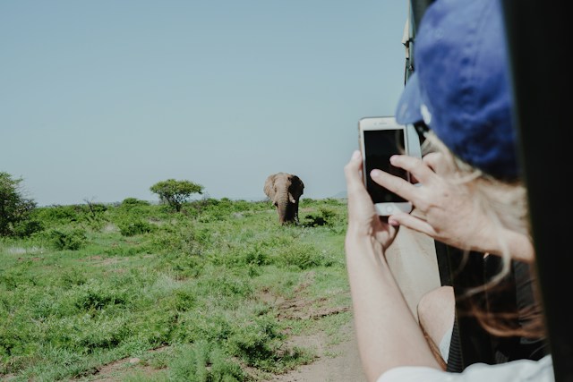 Comparing Safari Experiences: Kruger National Park, Masai Mara, and Serengeti - Which Tops the List?