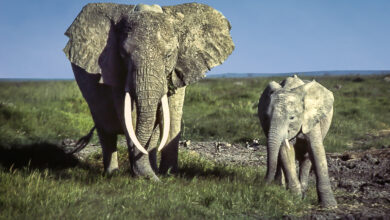 Discovering Amboseli National Park