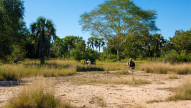 Gorongosa National Park: Africa's Untamed Gem