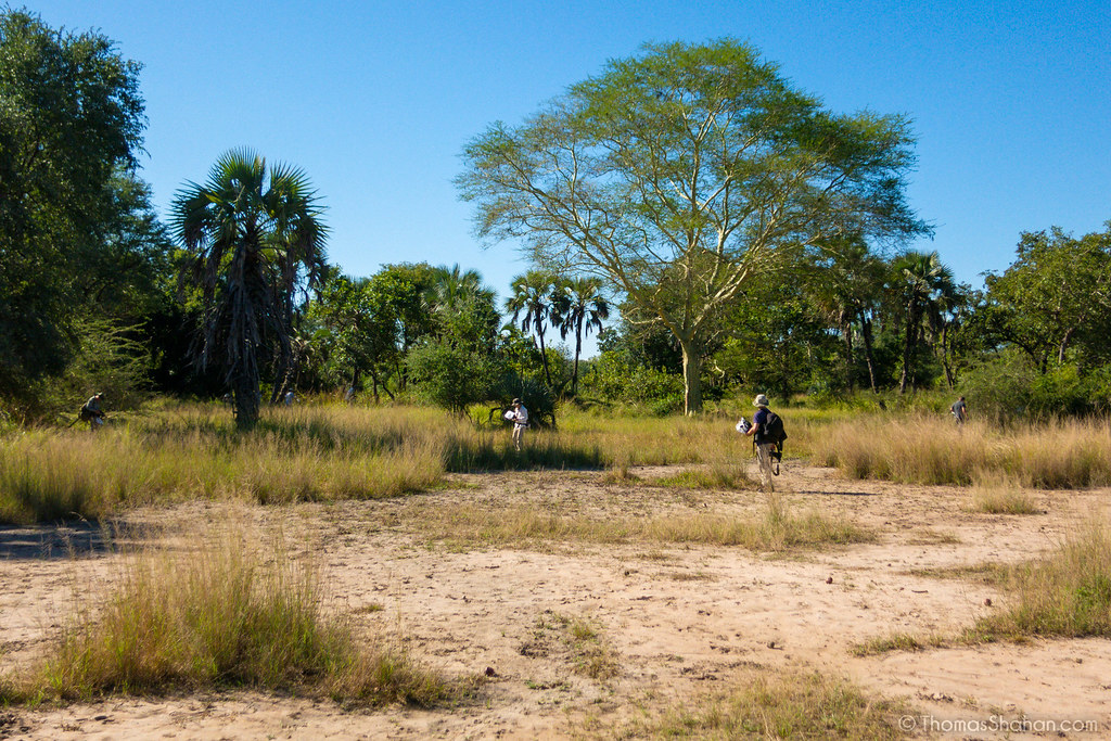 Gorongosa National Park: Africa's Untamed Gem