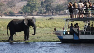 Discover the Enchanting Chobe River Africa: A Safari Adventure Like No Other