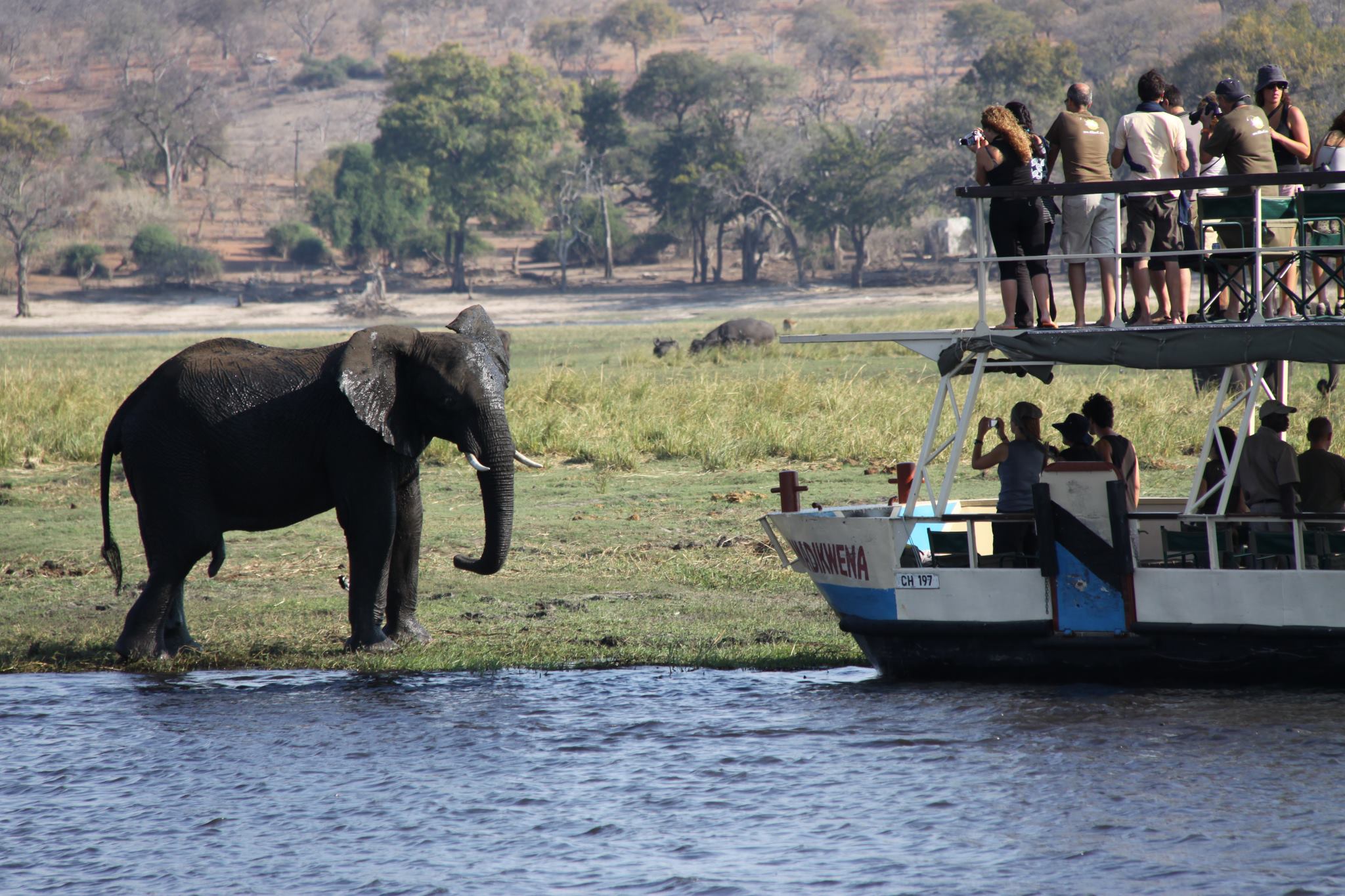 Discover the Enchanting Chobe River Africa: A Safari Adventure Like No Other