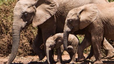 Discover the Wonders of Addo Elephant National Park