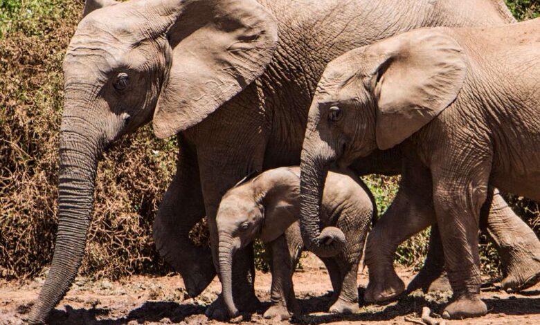 Discover the Wonders of Addo Elephant National Park