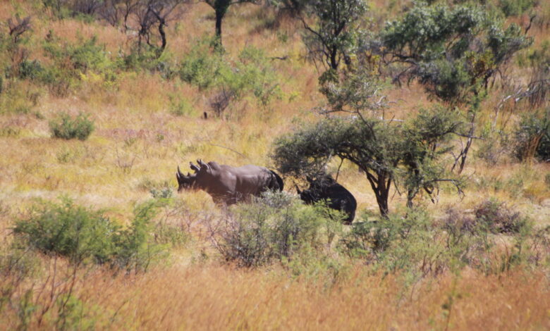 Pilanesberg Game Reserve