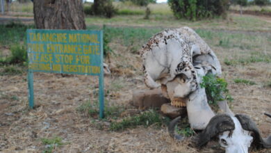 The Entrance Into The Tarangire National Park