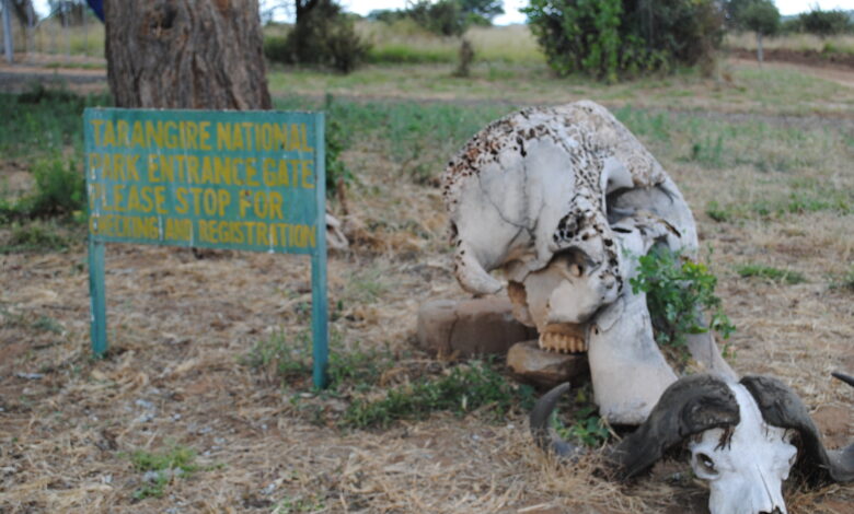 The Entrance Into The Tarangire National Park