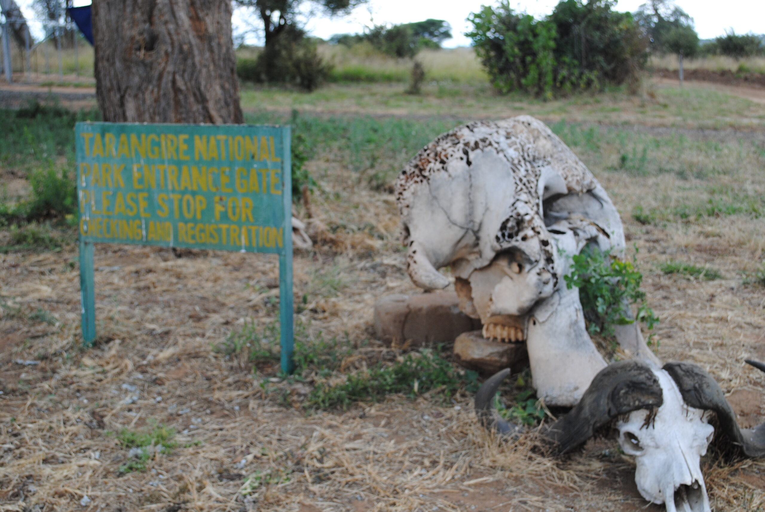 The Entrance Into The Tarangire National Park