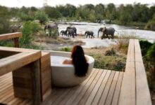 A Look Inside Luxury Safari Segment And Its Future Growth Path